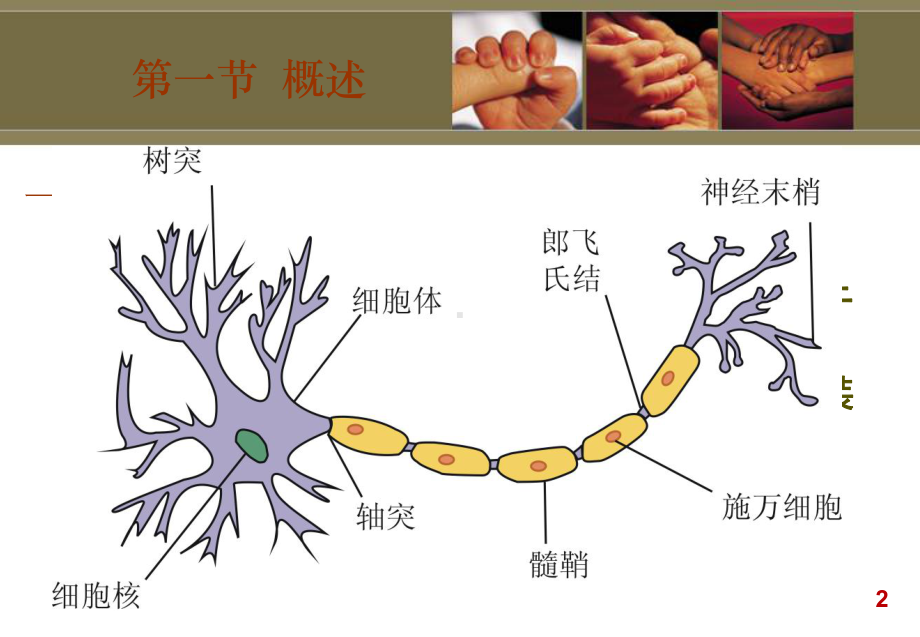 周围神经损伤患者的康复课件.pptx_第2页