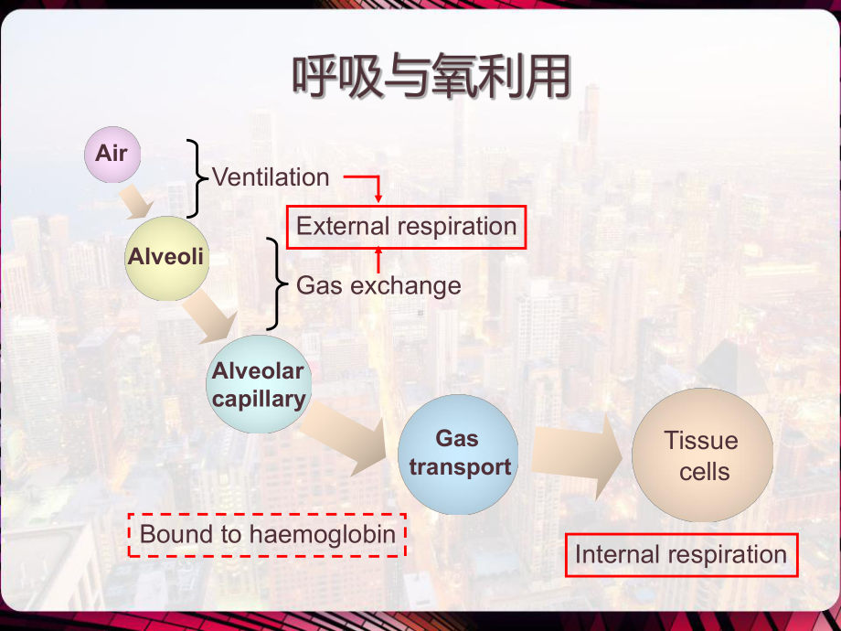 动物病理学第八章缺氧-课件.pptx_第2页