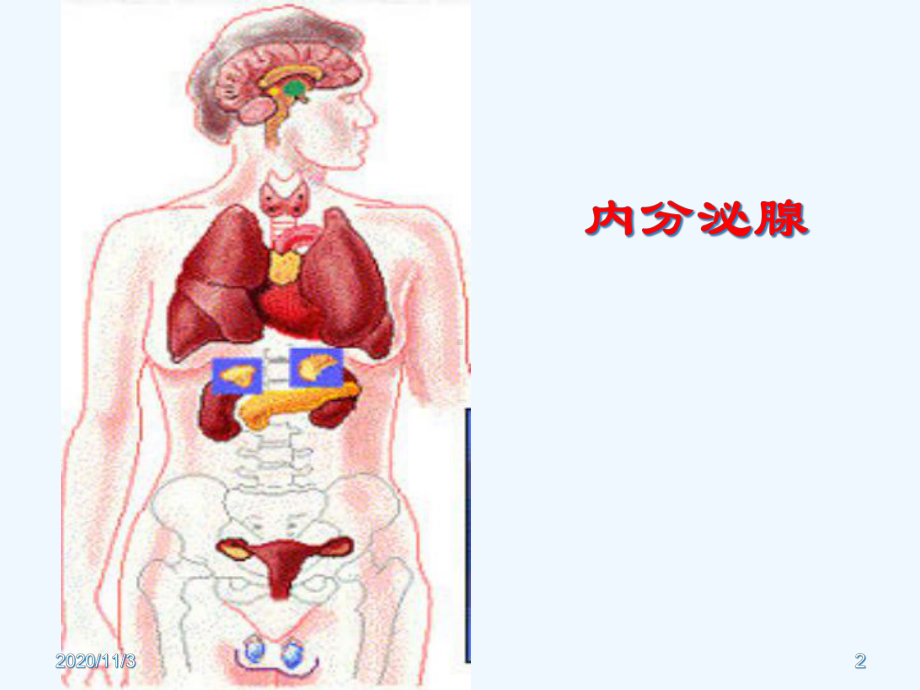 内分泌篇病电子版课件.ppt_第2页