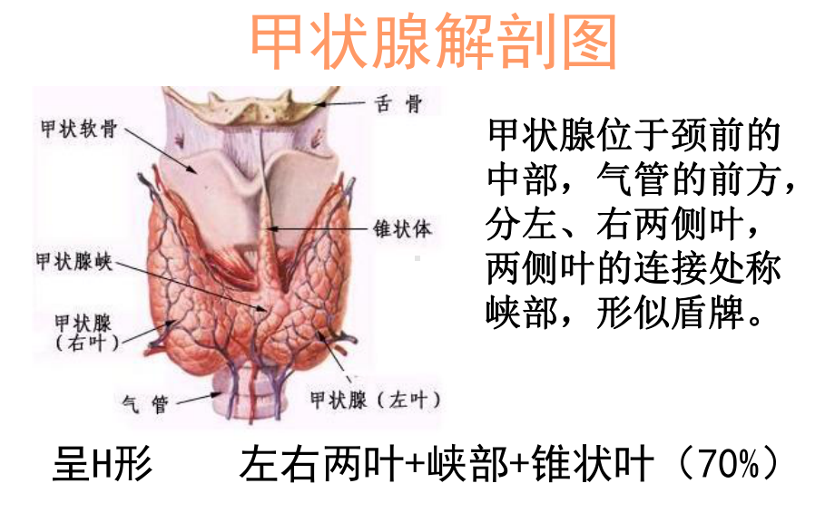 医学课件甲状腺的超声解读.ppt_第1页