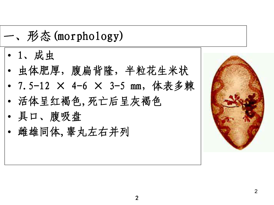 人体寄生虫学教学课件-卫氏并殖吸虫.ppt_第2页