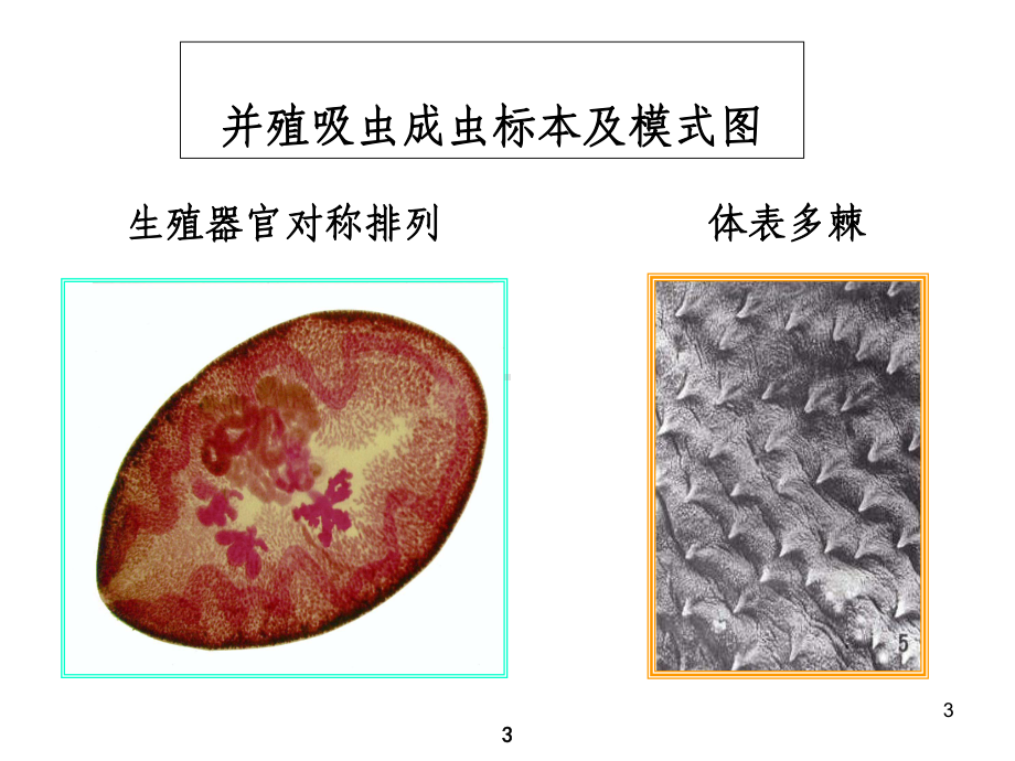 人体寄生虫学教学课件-卫氏并殖吸虫.ppt_第3页