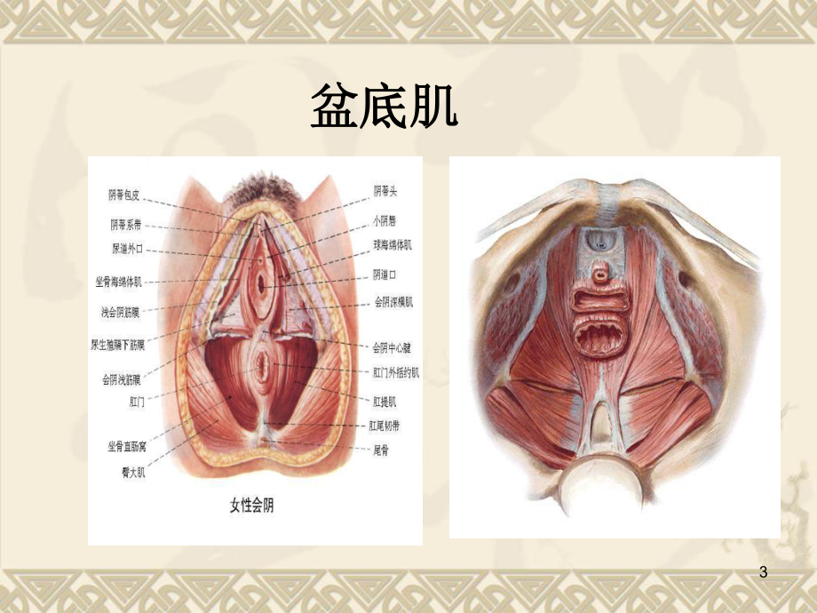 孕产期盆地功能康复与科学坐月子课件.ppt_第3页