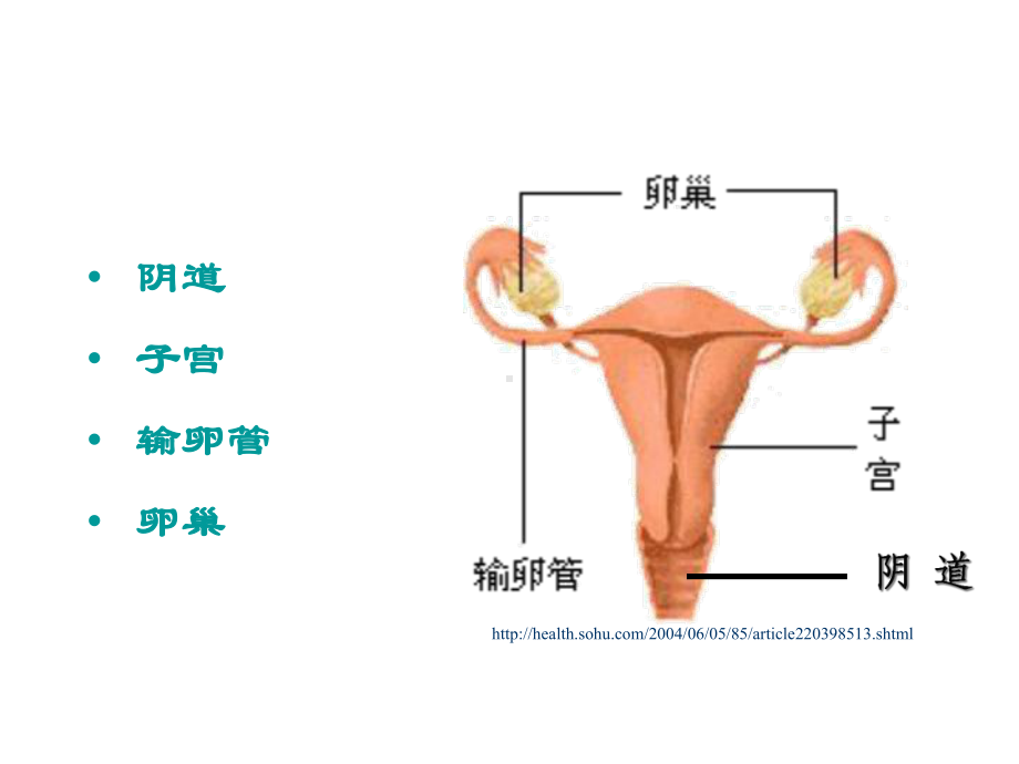 医学子宫及附件解剖及生理培训课件.ppt_第2页