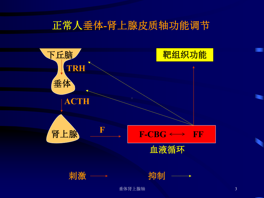 垂体肾上腺轴培训课件.ppt_第3页