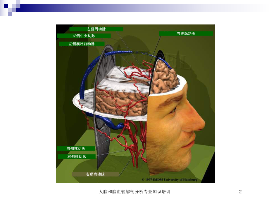 人脑和脑血管解剖分析专业知识培训培训课件.ppt_第2页