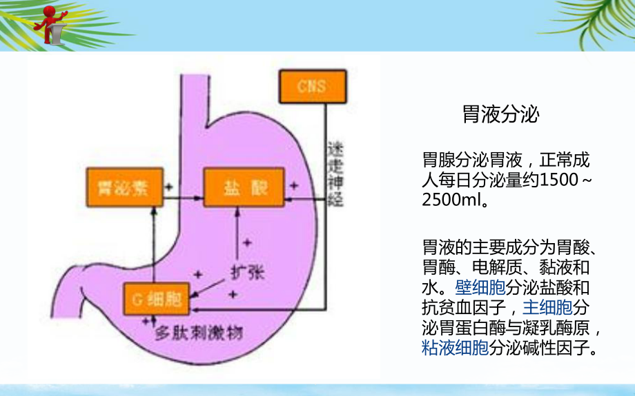 外科护理第十五章第二节胃十二指肠溃疡课件.ppt_第3页