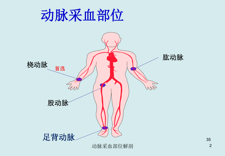 动脉采血部位解剖培训课件.ppt_第2页