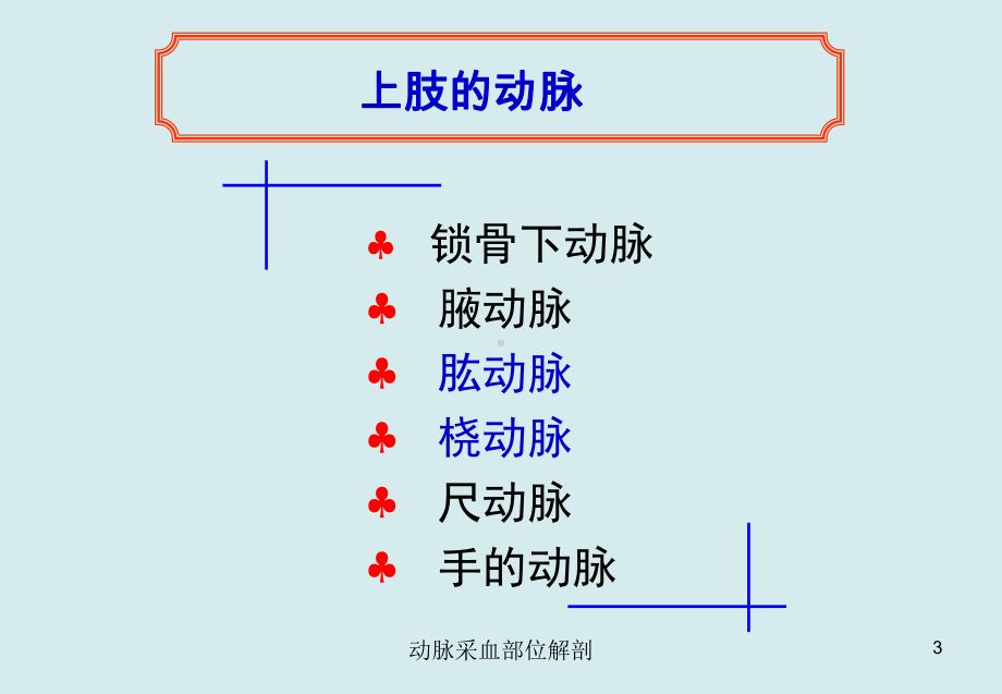 动脉采血部位解剖培训课件.ppt_第3页