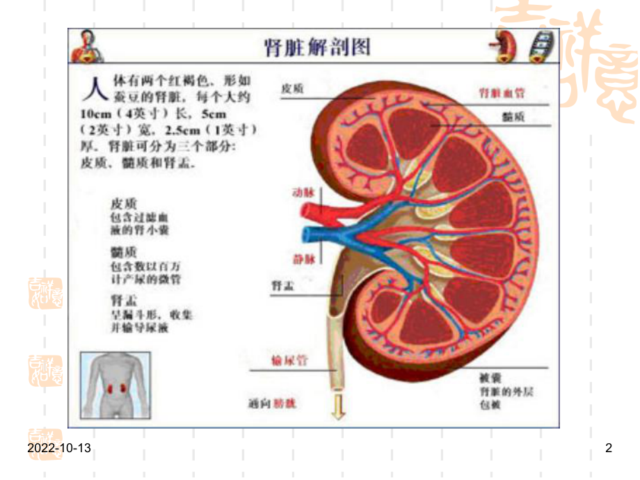 医学课件肾小球疾病专业知识讲座.ppt_第2页