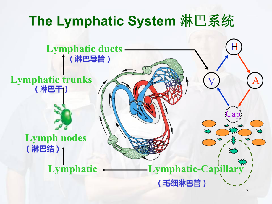 人体淋巴系统医学课件.ppt_第3页