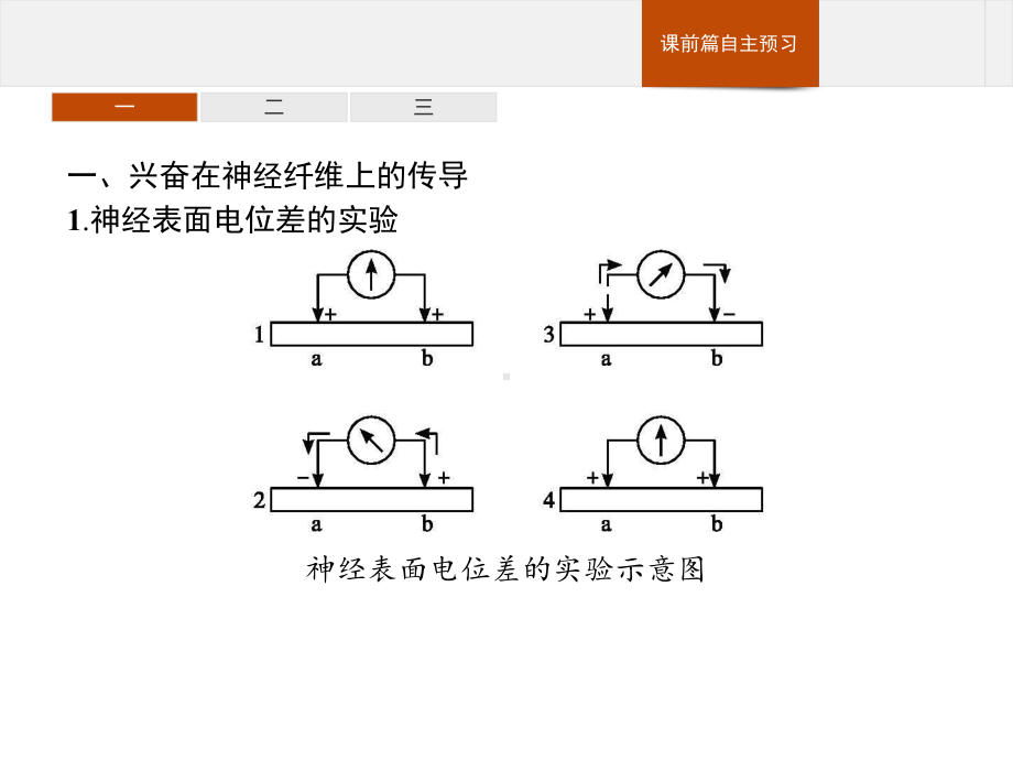 人教版新教材《神经冲动的产生和传导》1课件.pptx_第3页