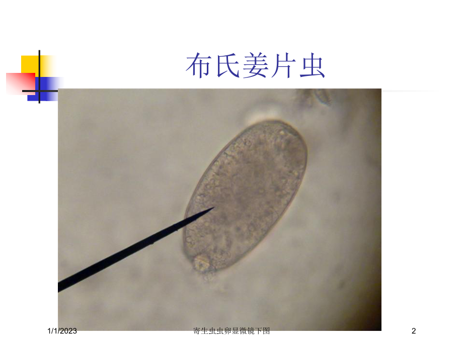 寄生虫虫卵显微镜下图课件.ppt_第2页