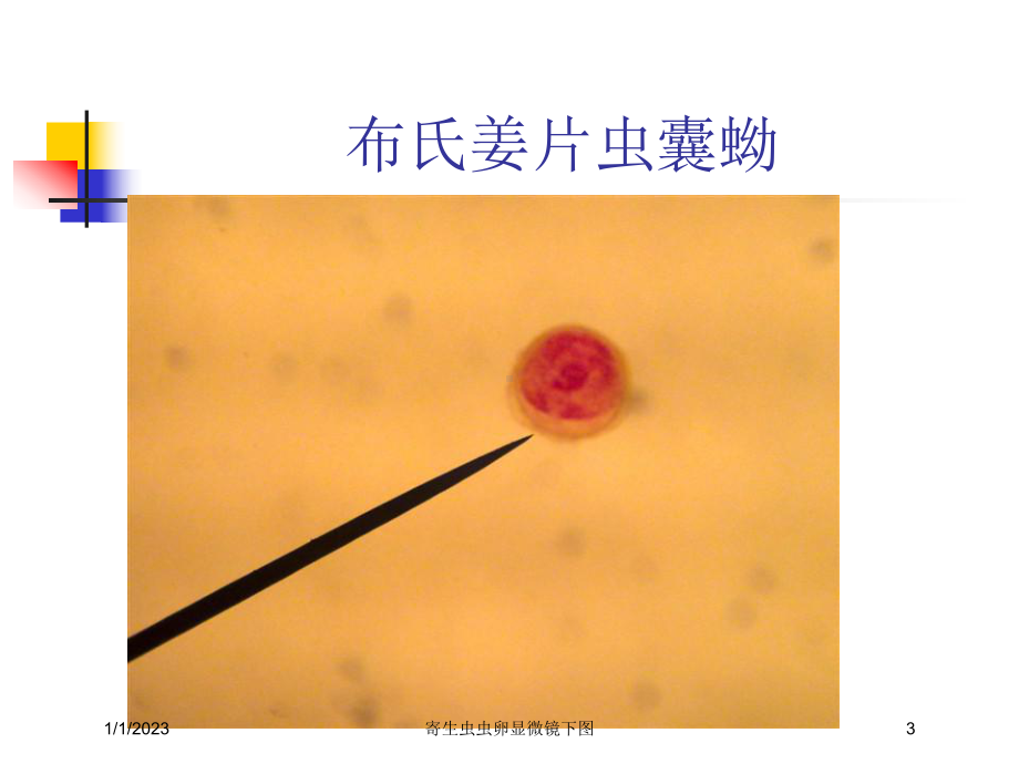 寄生虫虫卵显微镜下图课件.ppt_第3页