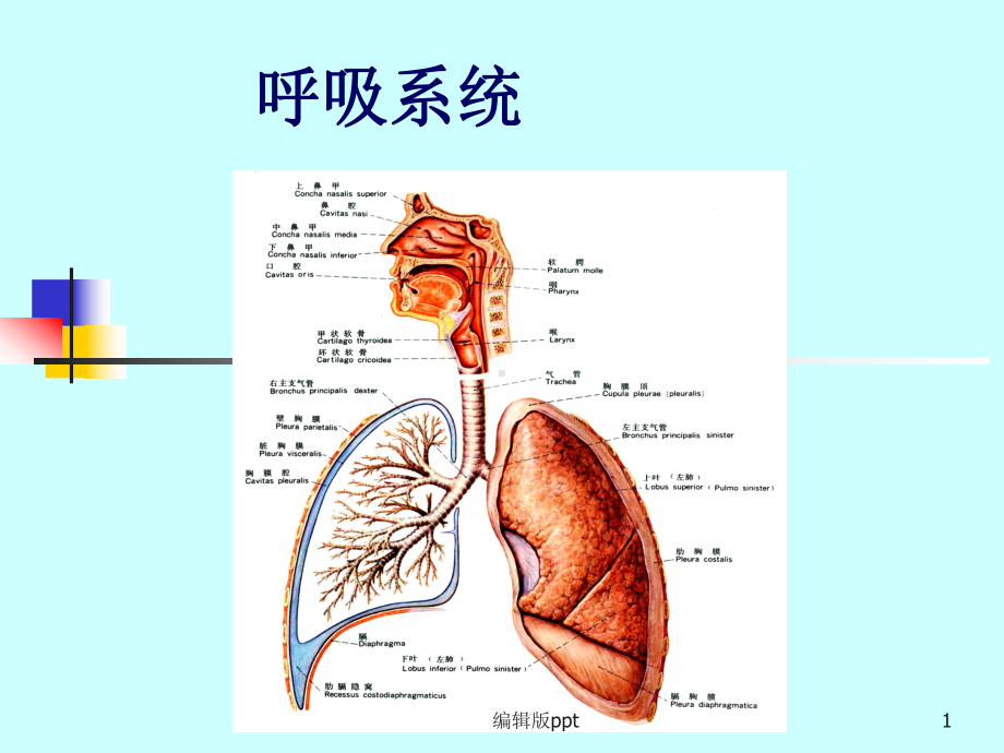 内脏学呼吸课件.ppt_第1页