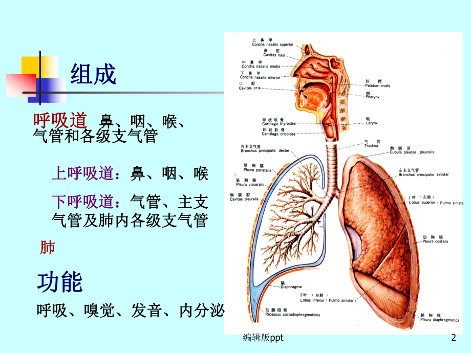 内脏学呼吸课件.ppt_第2页