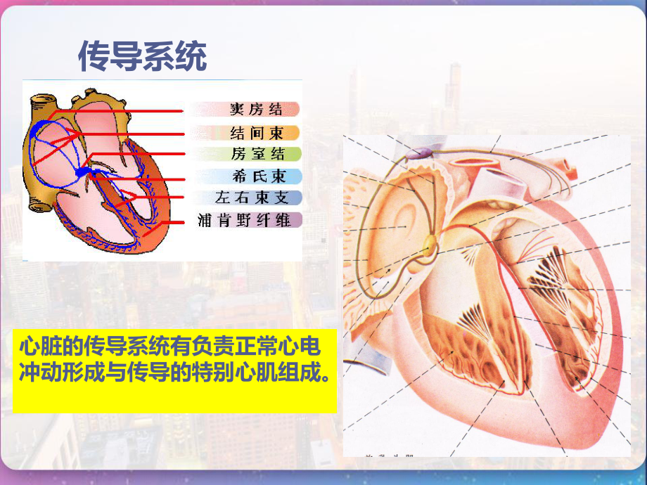 内科护理学循环系统心律失常-课件.ppt_第2页