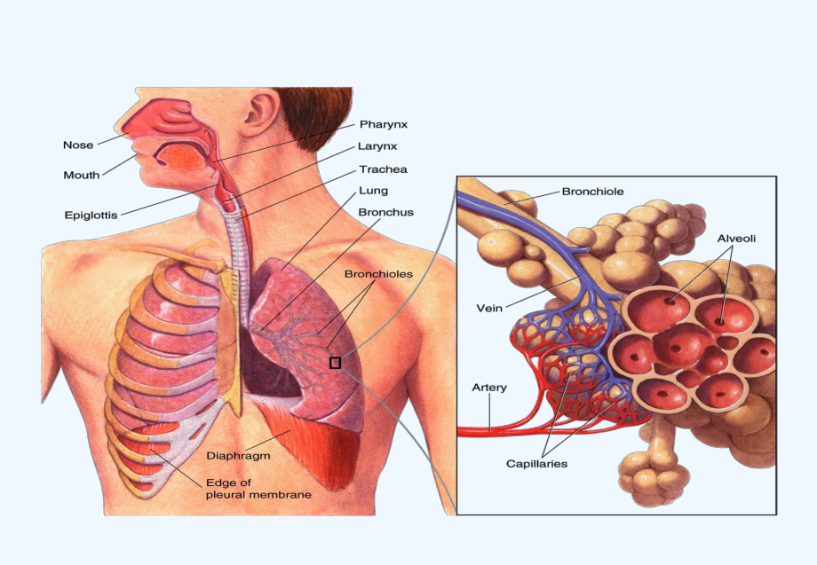 医学英语英文版讲课呼吸系统课件.ppt_第3页