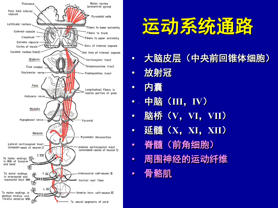 堆体束损害的常见综合征医学课件.ppt_第3页