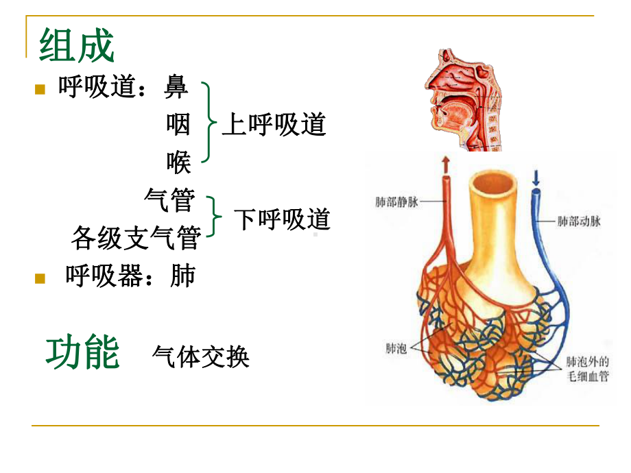 六讲呼吸系统课件.pptx_第1页