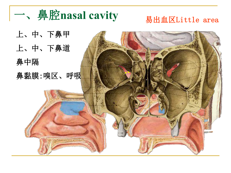 六讲呼吸系统课件.pptx_第2页