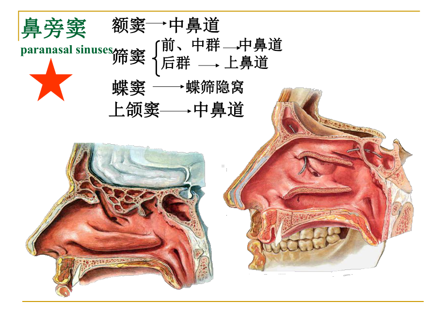 六讲呼吸系统课件.pptx_第3页