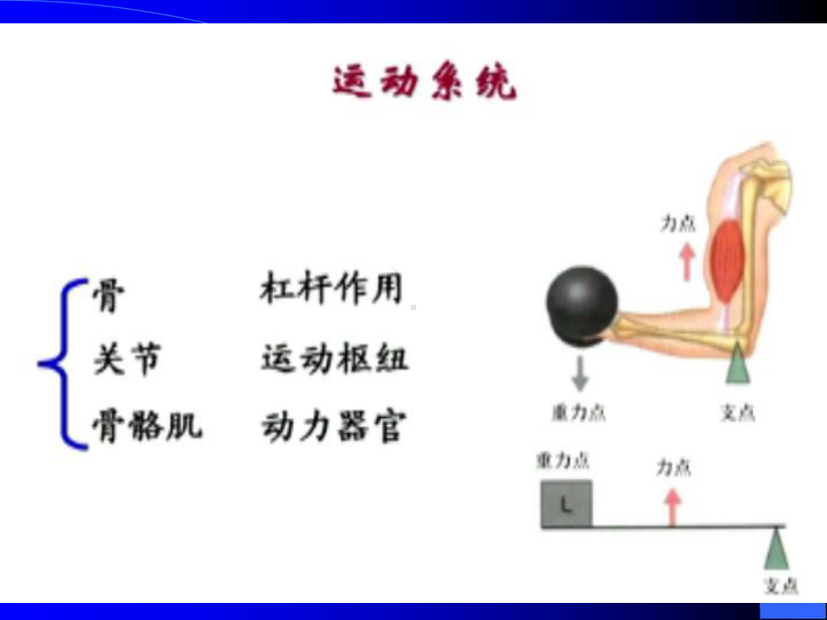 医学人体解剖学运动系统骨骼培训课件.ppt_第2页