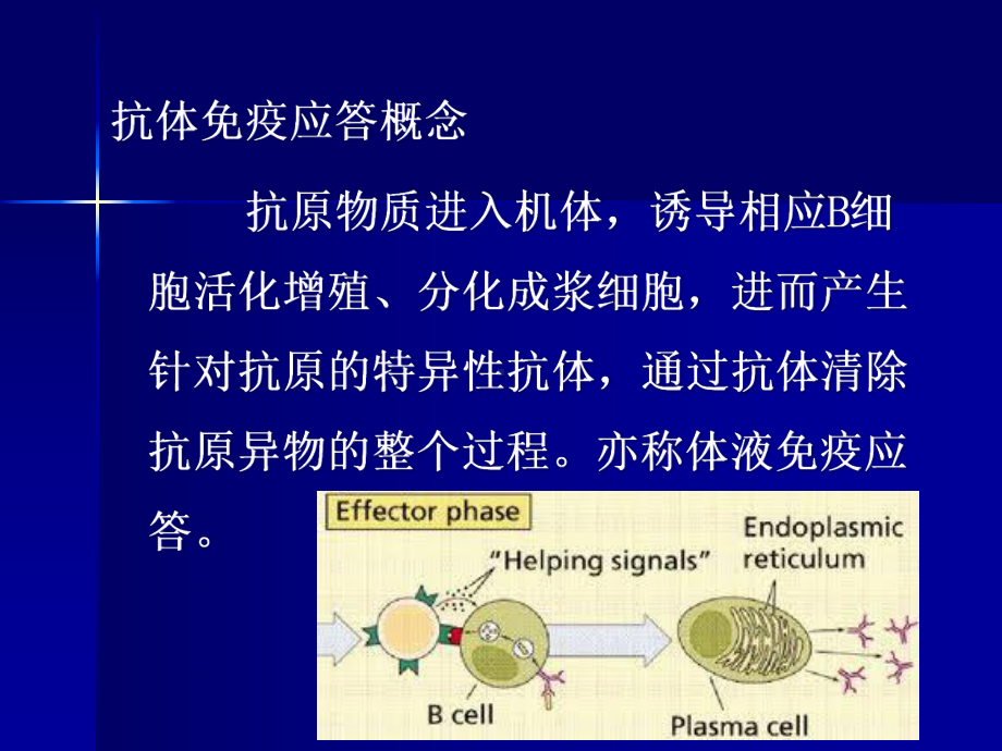 医学免疫学六版B淋巴细胞介导的体液免疫应答课件.pptx_第3页