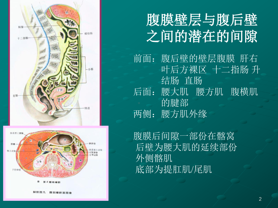 后腹壁及肾上腺疾病课件.ppt_第2页