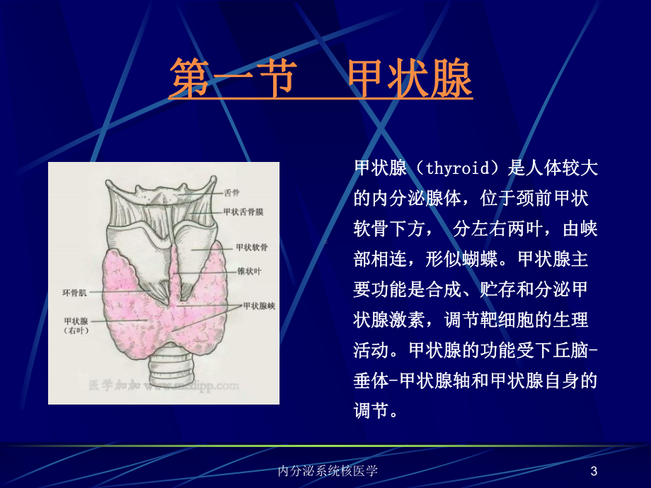 内分泌系统核医学课件.ppt_第3页