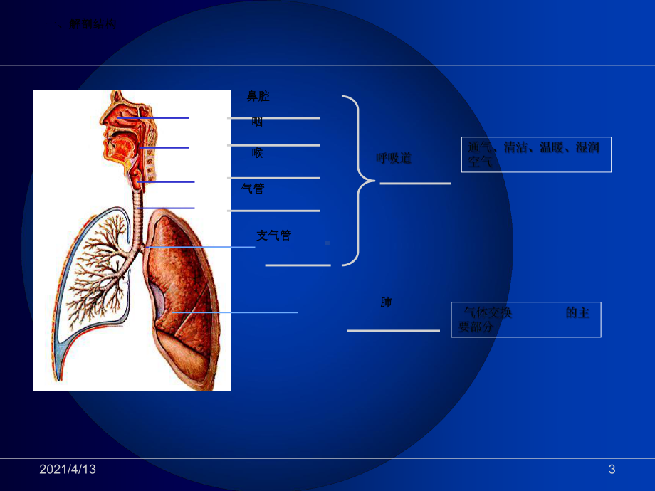 呼吸系统基础知识课件.ppt_第3页