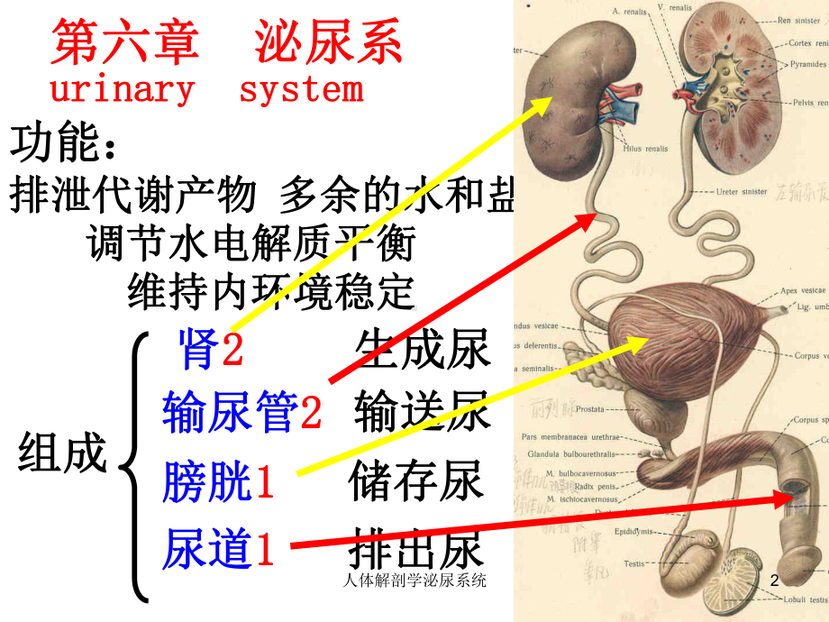 人体解剖学泌尿系统培训课件.ppt_第2页