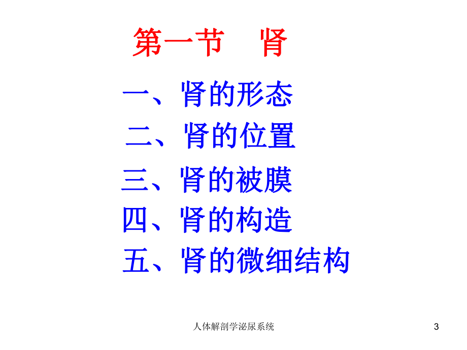 人体解剖学泌尿系统培训课件.ppt_第3页