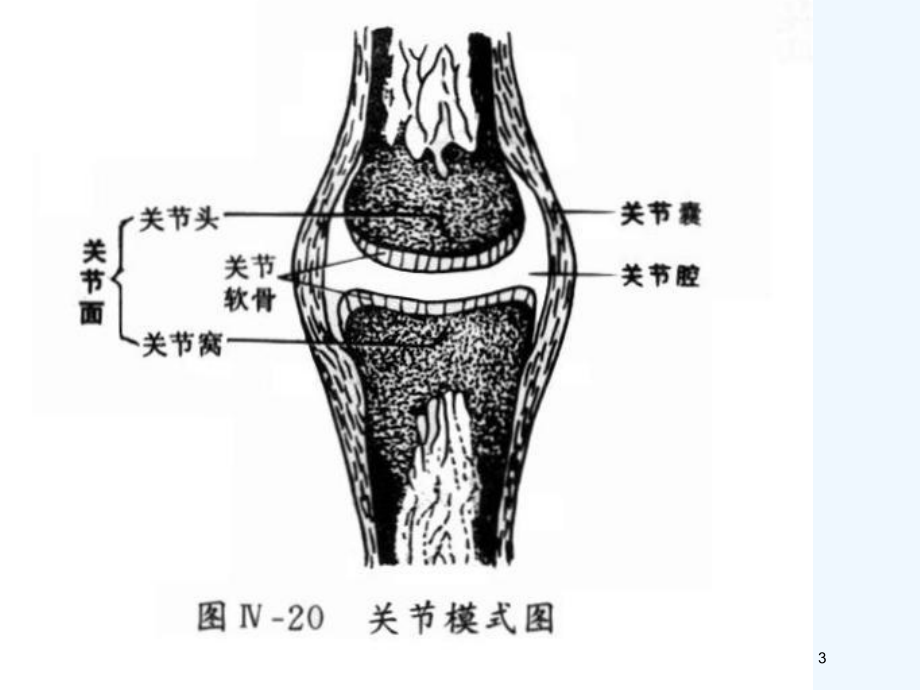 关节脱位病人的护理于红课件.ppt_第3页