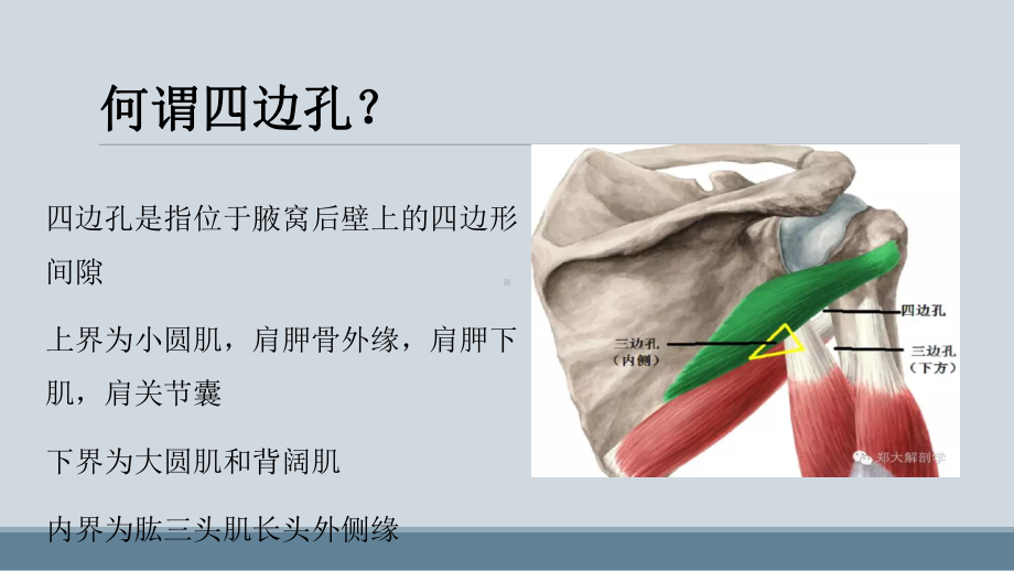 四边孔综合症课件.ppt_第2页