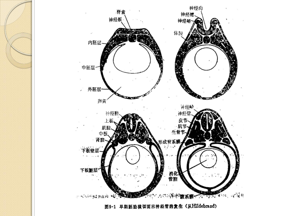 动物生理学课件-Chapt-10-神经系统.ppt_第3页