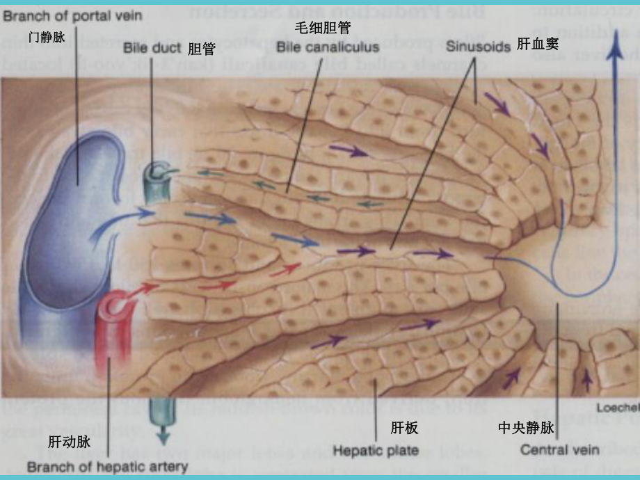 乙肝肝硬化诊疗课件.ppt_第3页