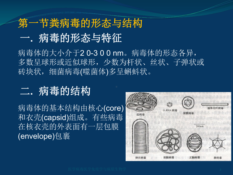 医学病毒医学免疫学与病原生物学课件.ppt_第2页