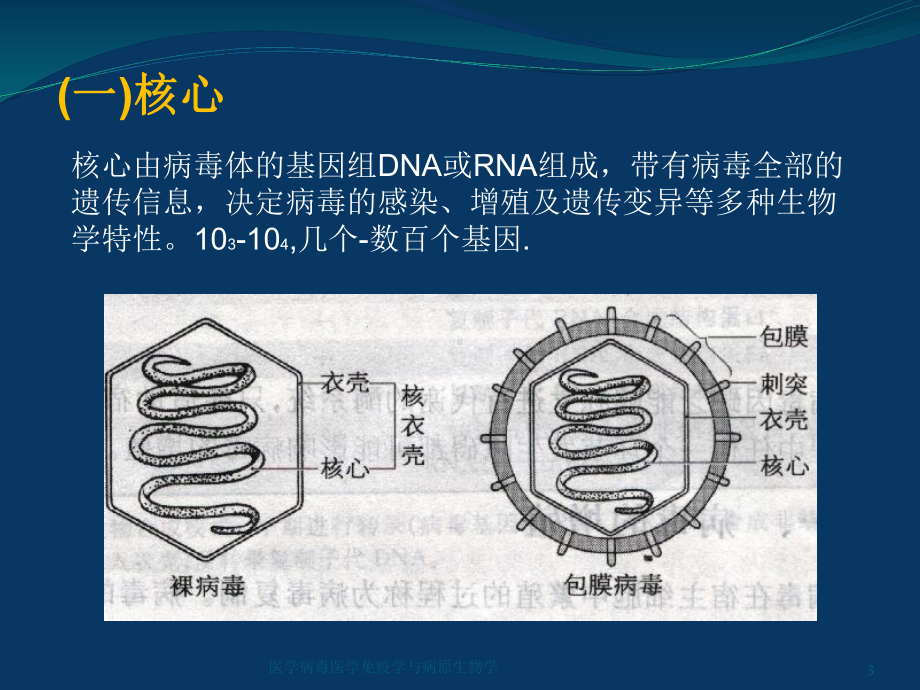 医学病毒医学免疫学与病原生物学课件.ppt_第3页