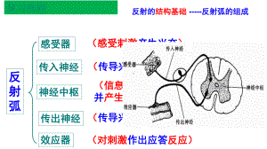 人教版新教材《神经冲动的产生和传导》课件1.ppt