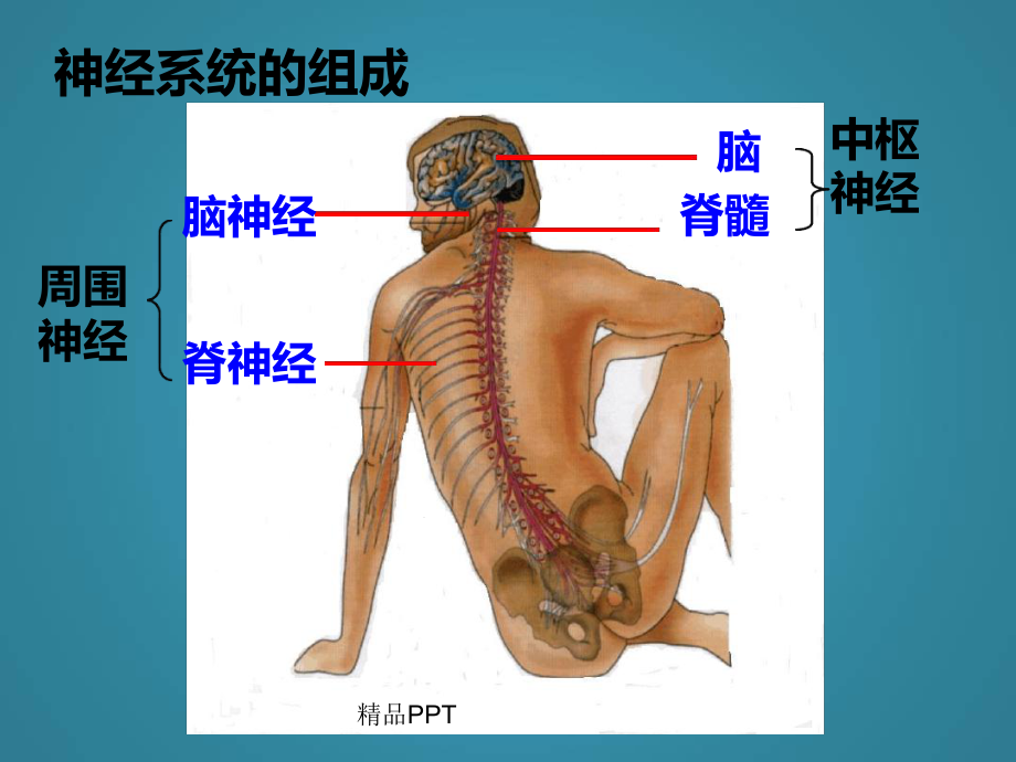 人教版高中生物必修3第2章动物和人体生命活动的调节第1节通过神经系统的调节课件10.ppt_第2页