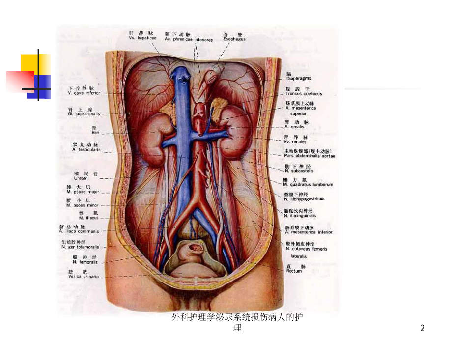 外科护理学泌尿系统损伤病人的护理培训课件.ppt_第2页