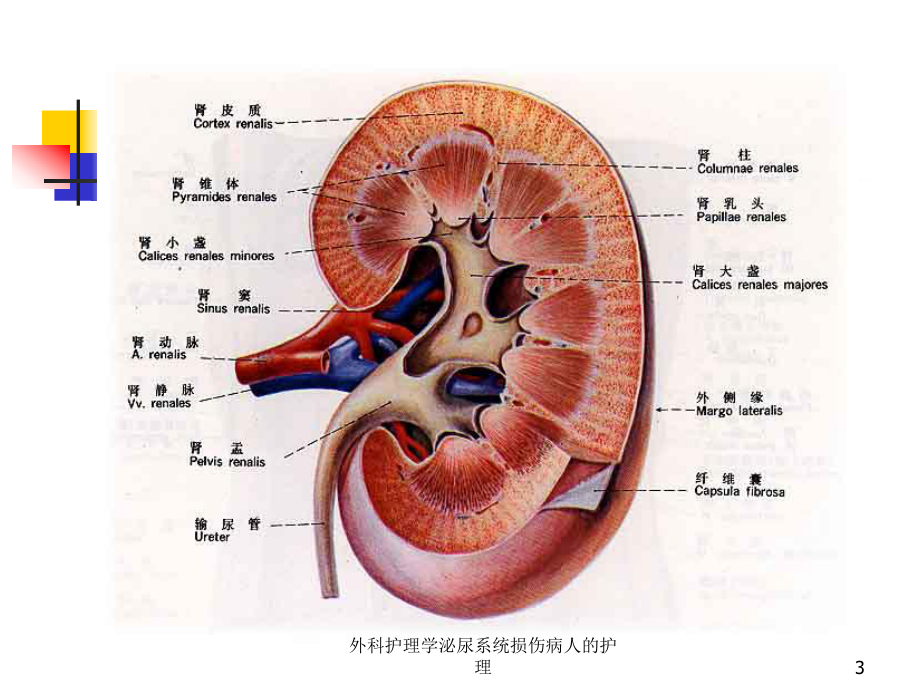 外科护理学泌尿系统损伤病人的护理培训课件.ppt_第3页