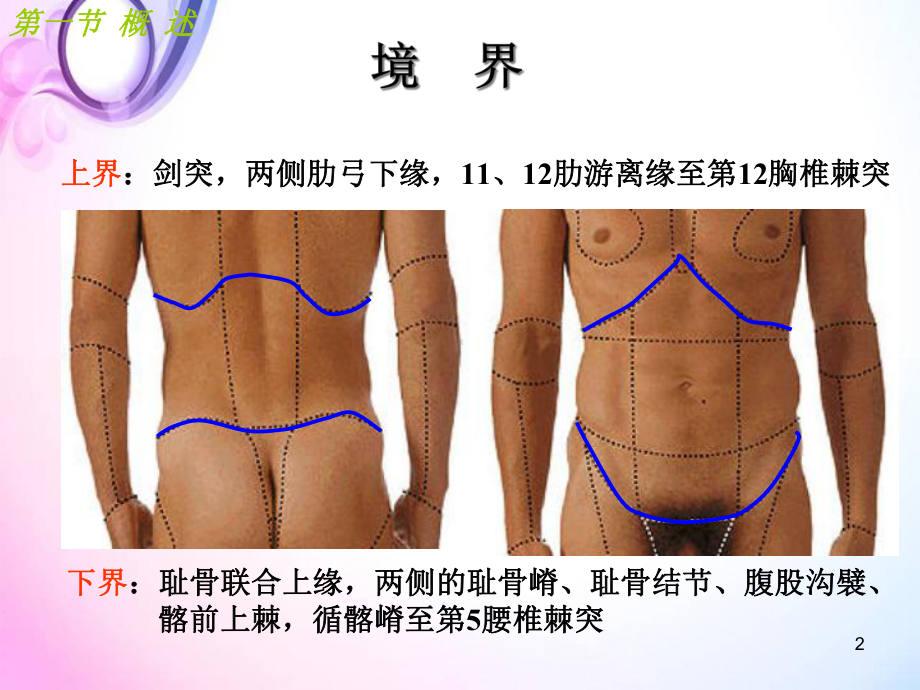 医学课件-腹部局部解剖课件.ppt_第2页