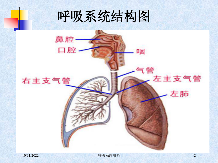 呼吸系统用药培训课件.ppt_第2页