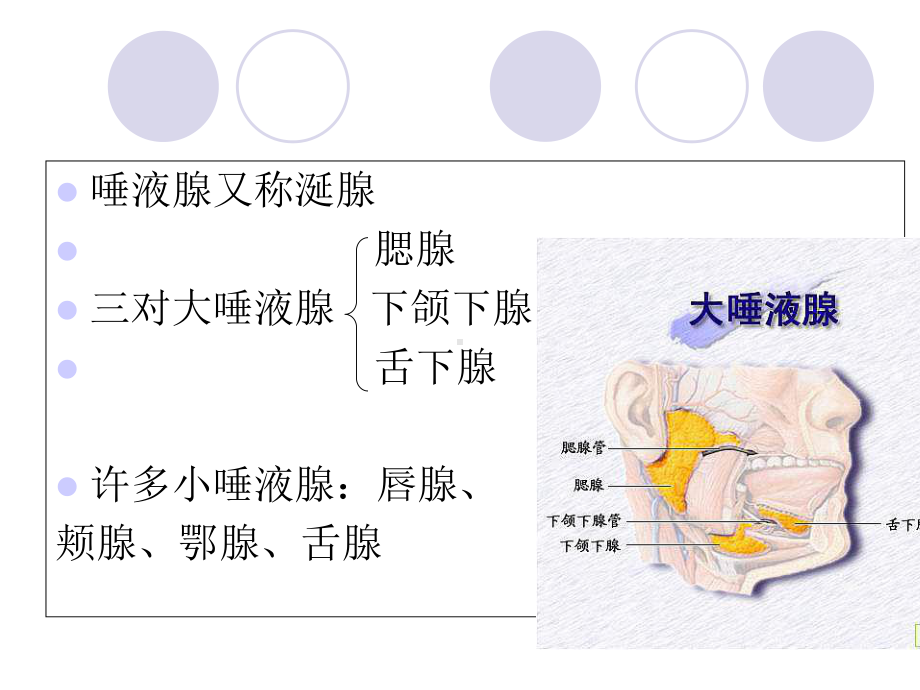 医学腮腺及面神经解剖及临床专题培训课件.ppt_第2页