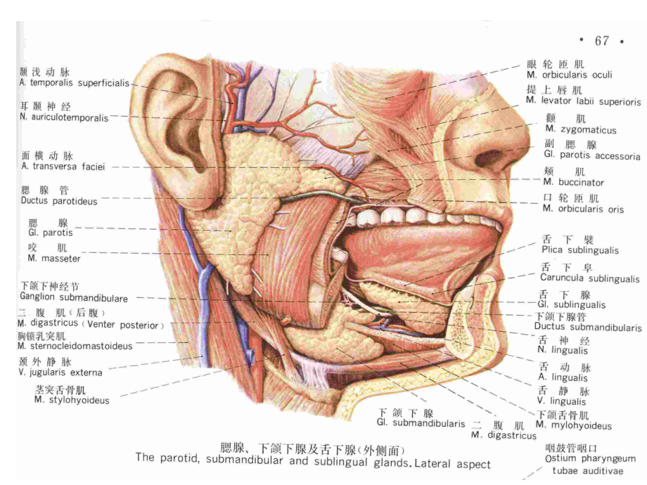 医学腮腺及面神经解剖及临床专题培训课件.ppt_第3页