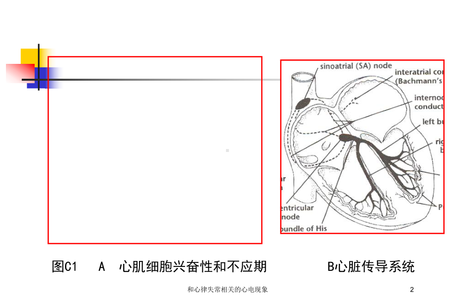 和心律失常相关的心电现象培训课件.ppt_第2页