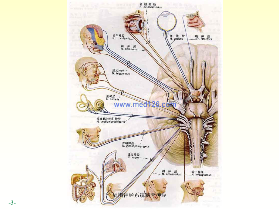 周围神经系统脑脊神经培训课件.ppt_第3页