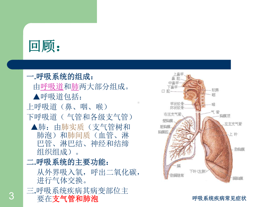 呼吸系统疾病常见症状培训课件.ppt_第3页